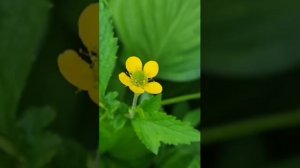 Песнь Пресвятой Богородицы.mp4