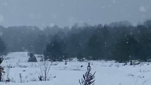 Вяткин и олени. 20.11.25