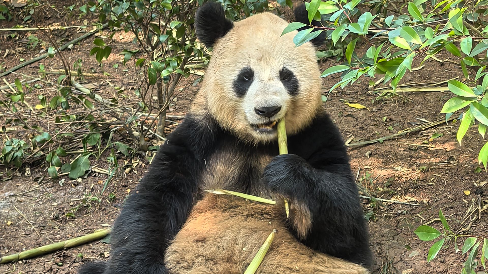 Большое путешествие по лучшим национальным паркам Китая 2025 год