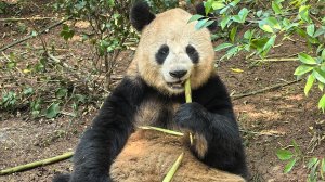 Китай 2025- Пекин,Ченду,Цзючьжайгоу, Хуанлун, Чжанъе, Чжанцзяцзе, Дэтянь, панды и о. Хайнань в 4К