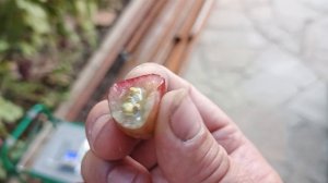 Дикий ангел и Артемида, селекции Донского казачества.