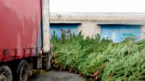 Контрабанду новогодних елей пресекли таможенники в Тюмени