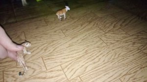 Ночная охота леопарда на антилопу, которая находилась около реки.