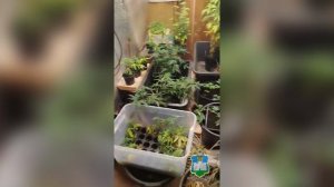 Оперативники изъяли 93 куста конопли и марихуану у жителя Хотынецкого района Орловской области