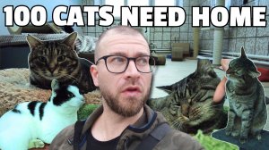 Иностранец внутри приюта для кошек в России