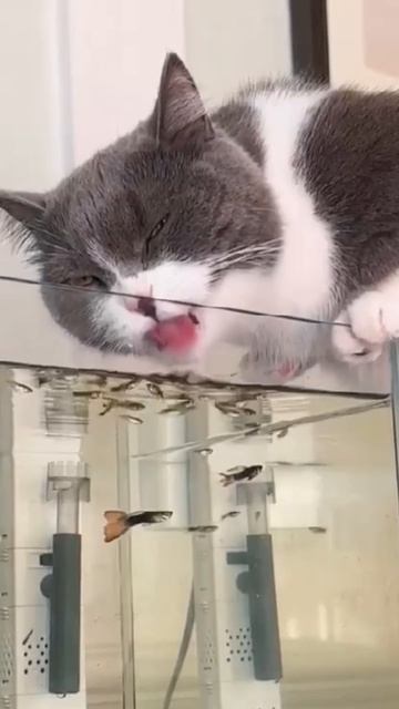 Эту рыбку я хочу, но никак не захвачу!