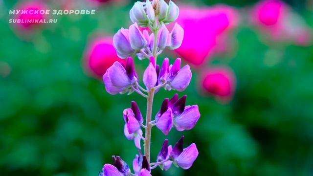 Мужское здоровье. Скрытые аффирмации для мужчин. Саблиминал. (2)