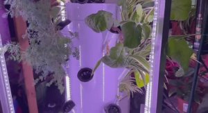 Гидропонная система - эксперимент продолжается и даже радует.