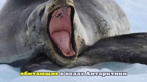 Самки тюленей заботятся о погибших детенышах, демонстрируя уникальное поведение