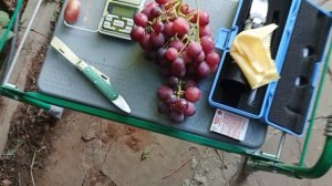 Рогнеда и Якудзе, селекции Донского казачества.