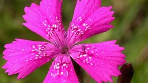 Играет струнами моя душа (1)