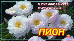 Полумахровый пион "FLYING PINK SAUCERS"/Сад Ворошиловой