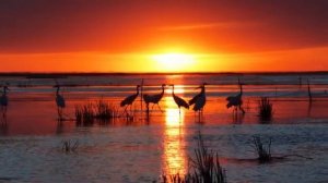 🐤🍁 Поздняя осень во Внутренней Монголии