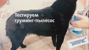 Тестирование груминг-пылесоса Vitumi VGR01