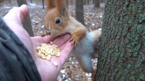 Голодные белки. Зарисовка