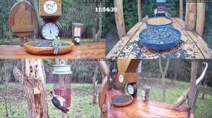 Онлайн кормушка для птиц. 21 ноября 2025 года. г. Калуга