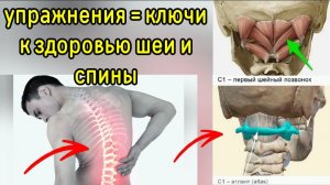 Почему мышцы атланта и спины губят друг друга, ухудшают кровоснабжение мозга? Упражнения