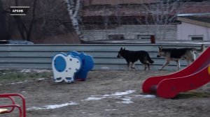 Программа "Актуально" на 8 канале №2430 - "СТОРОЖНО: СТАЯ!"