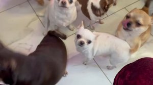 Все им надо выпросить, сегодня оладушки.