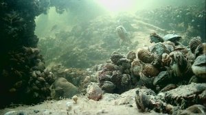 1000005041.mp4Волга гл.2м.21.11.2025г.