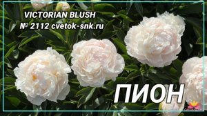 Травянистый пион "VICTORIAN BLUSH"/Сад Ворошиловой