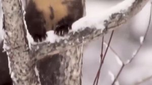 Тайга.Документальный фильм о дикой природе