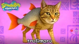 Итальянские мемы и губка Боб квадратные штаны видео из приложения Likee