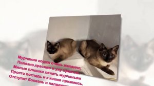 Фотоакция "Мой любимый питомец" - 2025 год