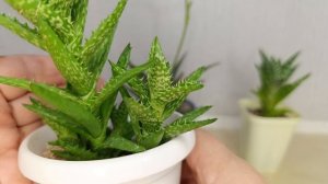 Моя коллекция Алое.