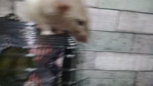 Я купила  ейцо  капибары  каментарии пика