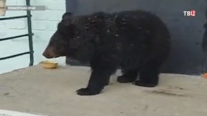 Медведица Маня из Приморья любит сладости и ищет новый дом