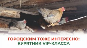 Тепло, сытно, комфортно! Так живут куры у заботливого хозяина