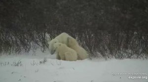 Метель.Семья мишек пристроились спать