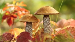 Прекрасным, ярким, свежим утром - стихи Виктора Левашов, Ярославль.