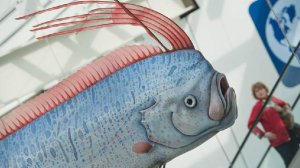 В Австралии обнаружили редкого сельдяного короля