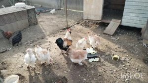 Будни на юге.  Борьба с крысами.