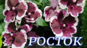 №1143/ СВЕЖИЕ красавицы ОРХИДЕИ в с/ц РОСТОК