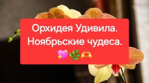 Орхидея Удивила. Ноябрьские  Чудеса.💖🌿🫶