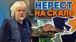 Аквариумные истории из ЭКЗОМЕНЮ (21.11.2025). Нерест на скале.