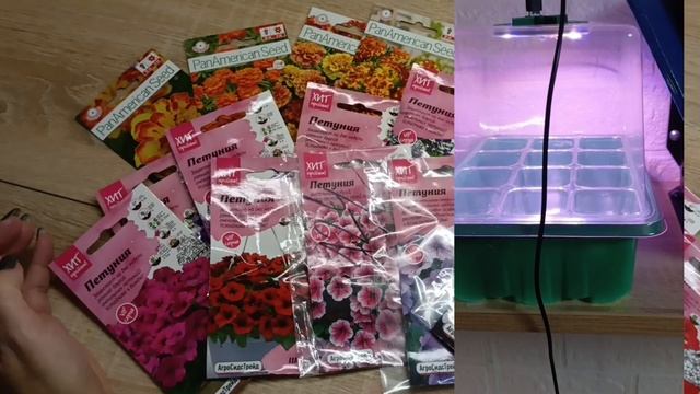 Обзор ТОМАТОВ по сортам!