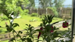 «Семья с историей» - Шиховы