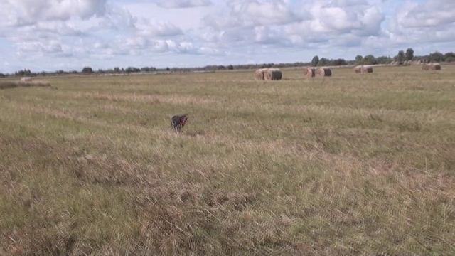 Бретон Марко - первое поле. смотреть онлайн