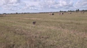 Бретон Марко - первое поле.