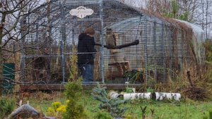 Причуды ноября, неунывающие зверюшки и мокрая сойка