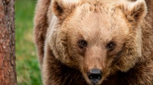 11 человек пострадали при нападении медведя на группу школьников