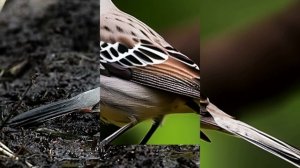 Звук природы. Птицы.  Пение птицы Кошачий пересмешник на опушке леса