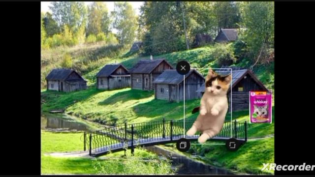 Кот ган (бета тест)