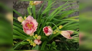 Лето в саду