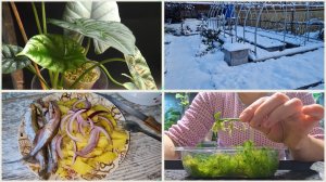 Замело снегом метеокачели. Не еда, а праздник живота! Пересадка цветов из тепличек