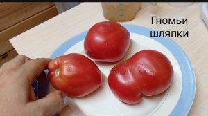 Каталог коллекционных сортов томатов сезона 2025